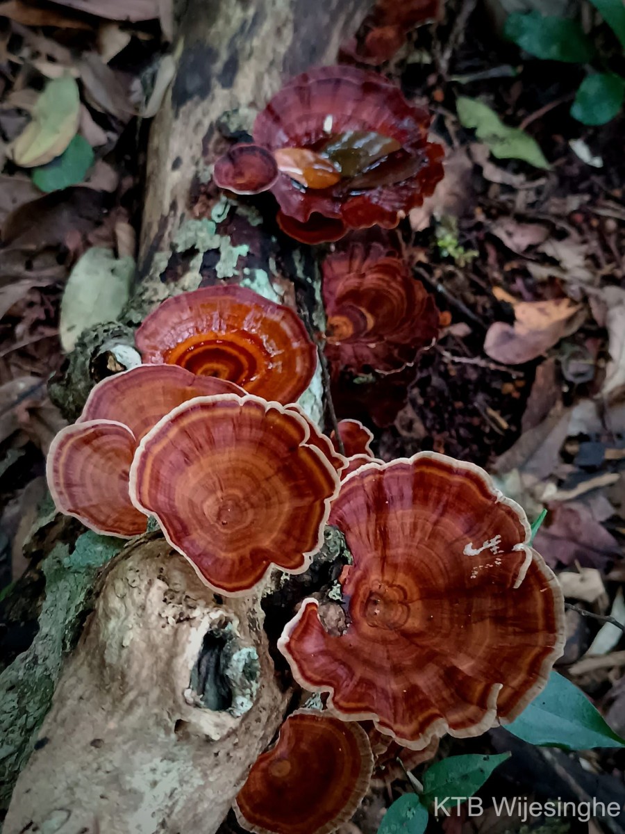 Microporus xanthopus (Fr.) Kuntze